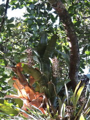 Billbergia alfonsi-joannis