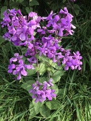 Lunaria annua
