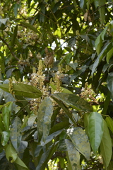 Humboldtia vahliana