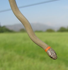 Diadophis punctatus modestus