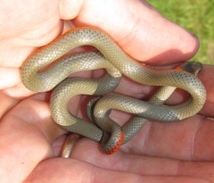 Diadophis punctatus modestus