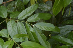 Humboldtia vahliana