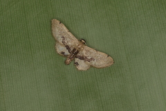 Idaea orilochia