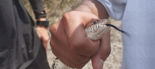 Mexican Bull Snake