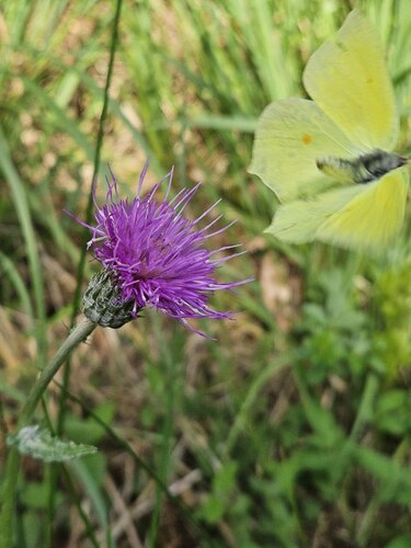 Common Brimstone