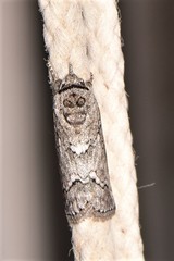Nycteola polycyma