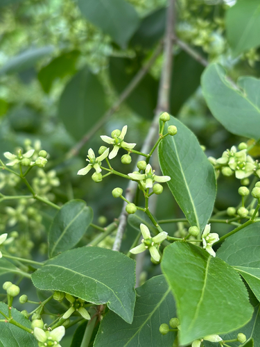 iNaturalist observation photo of Spindle