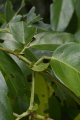 Humboldtia vahliana