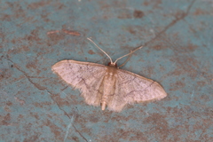 Idaea adipata