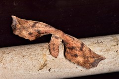 Parepisparis excusata