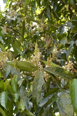 Humboldtia vahliana