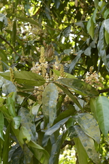 Humboldtia vahliana