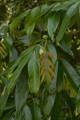 Humboldtia vahliana