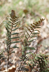 Paragymnopteris marantae