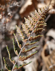 Paragymnopteris marantae