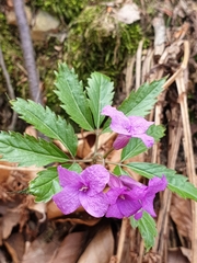 Cardamine glanduligera
