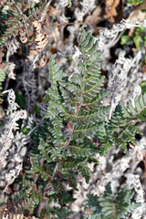 Paragymnopteris marantae