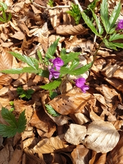 Cardamine glanduligera