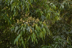Humboldtia vahliana