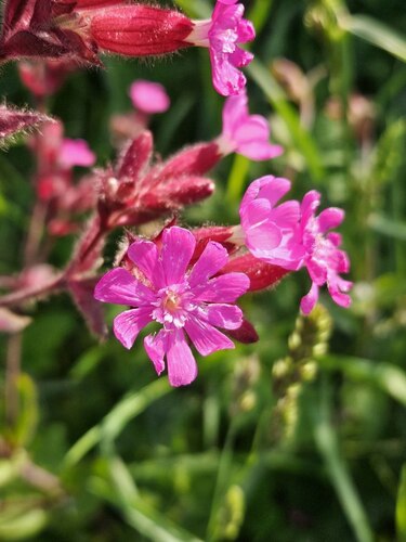 red campion