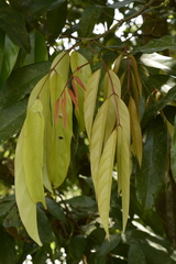 Humboldtia vahliana