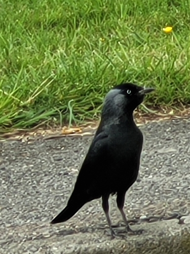 Eurasian Jackdaw
