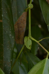Humboldtia vahliana