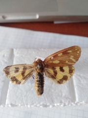 Arctia aulica