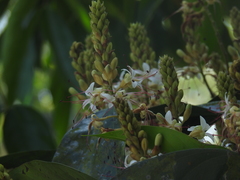 Humboldtia vahliana