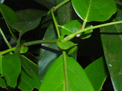 Humboldtia vahliana