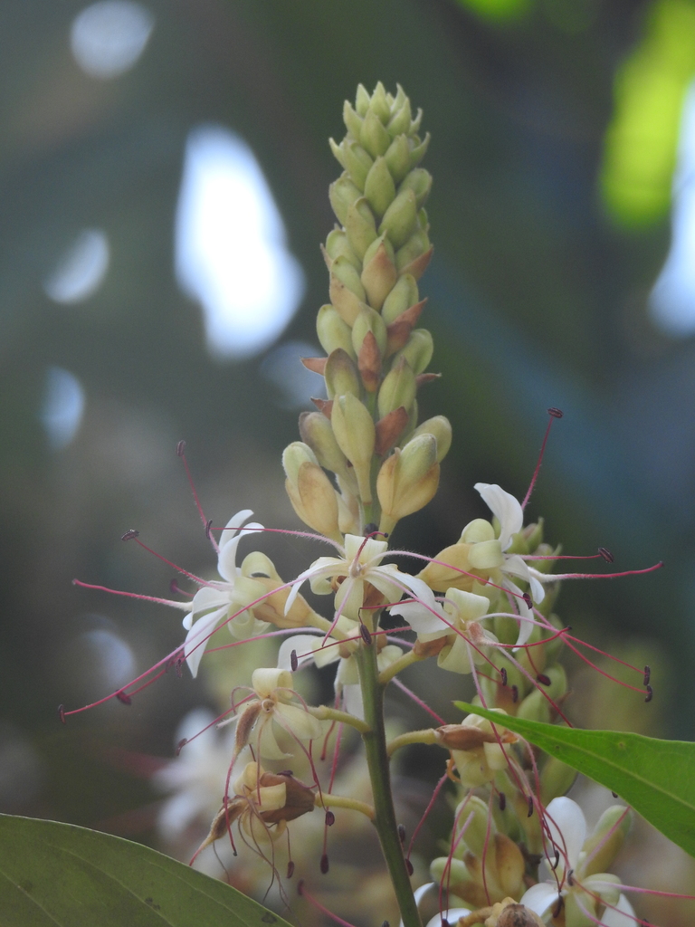 Humboldtia vahliana