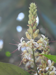 Humboldtia vahliana