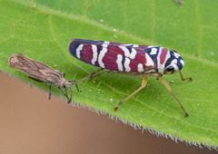 Agrosoma