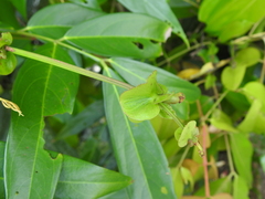 Humboldtia vahliana