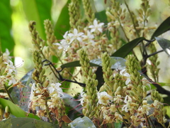 Humboldtia vahliana
