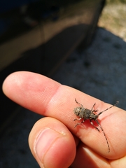 Mesosa curculionoides