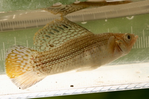 Molly Sailfin