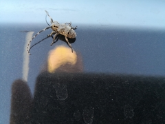 Mesosa curculionoides