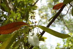 Ancistrocladus heyneanus