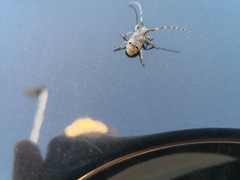 Mesosa curculionoides