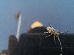 Mesosa curculionoides