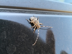 Mesosa curculionoides