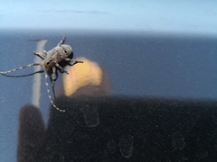 Mesosa curculionoides