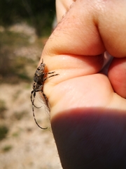 Mesosa curculionoides