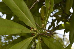 Ancistrocladus heyneanus