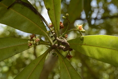 Ancistrocladus heyneanus