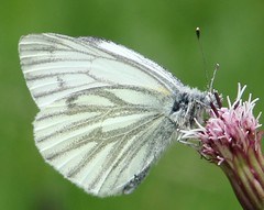 Pieris bryoniae