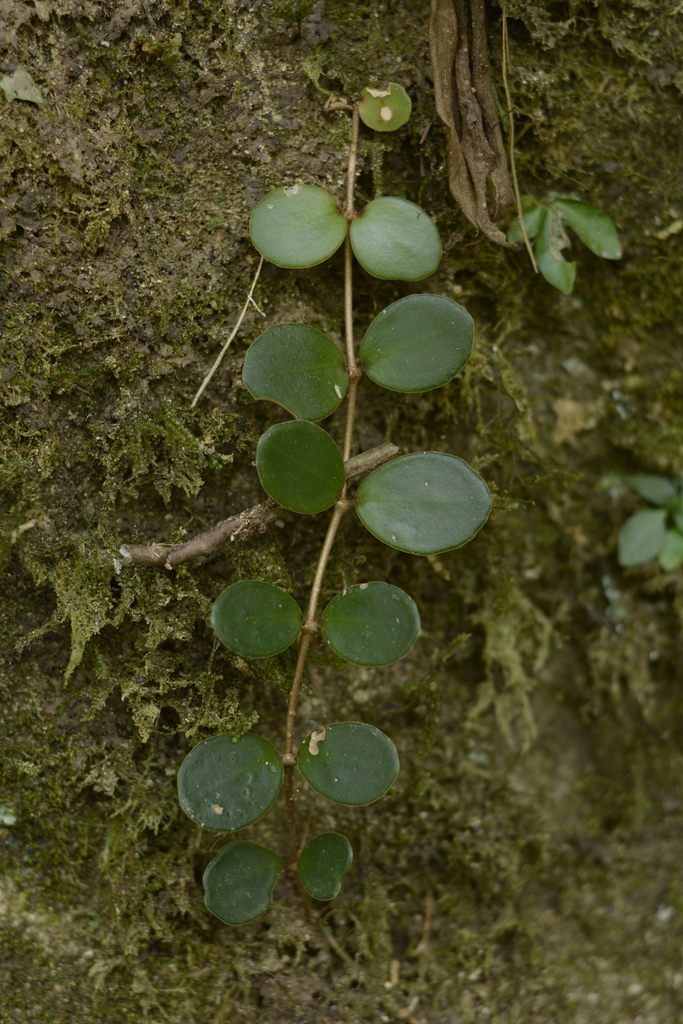 Medinilla beddomei