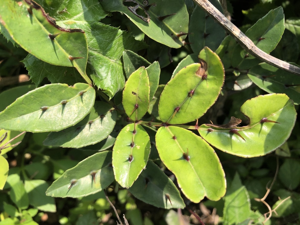 Shiny-leaved Prickly Ash