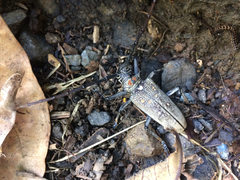 Batocera rufomaculata